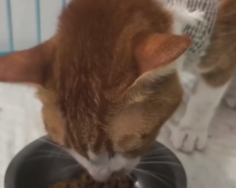 Placeholder: orange and white cat eating from a bowl